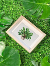 Afbeelding in Gallery-weergave laden, 12 Mini Diamond Paintings - Planten in Pot
