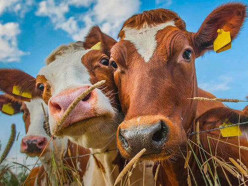 Diamond Painting - 3 Koeien - Diamond Paradijs