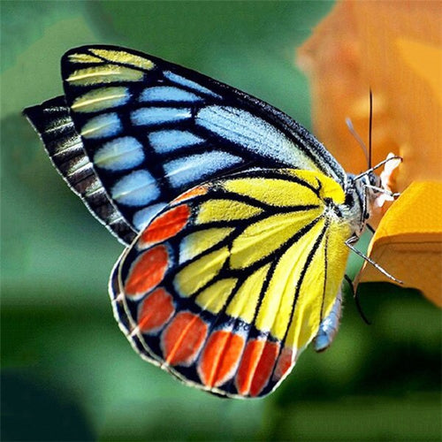 Diamond Painting - Gekleurde Vlinder - Diamond Paradijs
