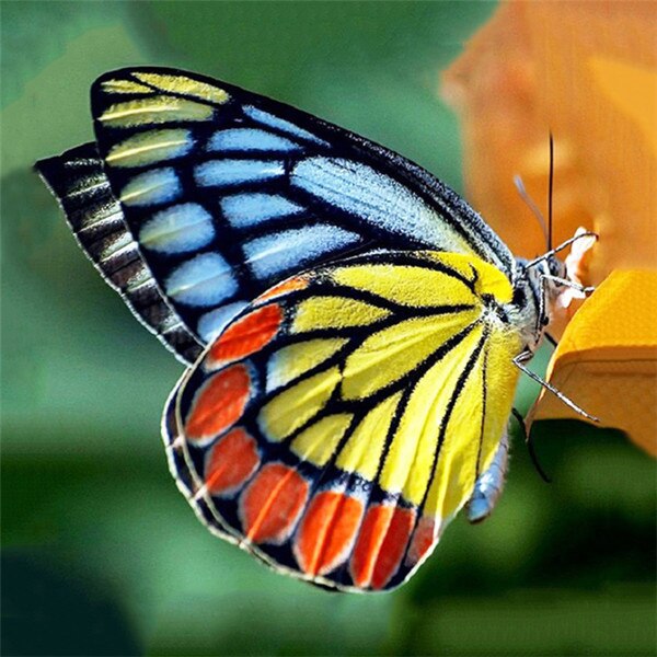 Diamond Painting - Gekleurde Vlinder - Diamond Paradijs