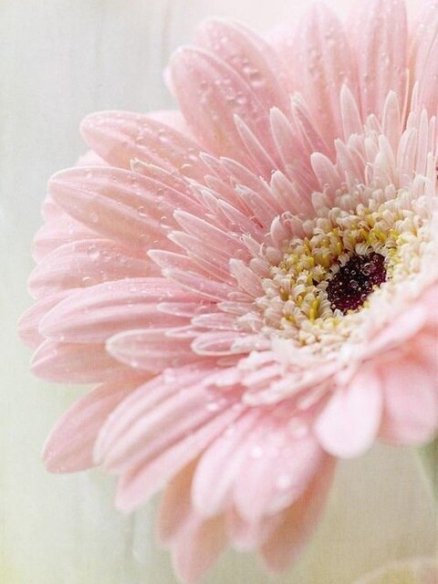 Diamond Painting - Gerbera - Diamond Paradijs