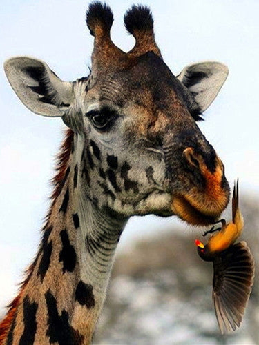 Diamond Painting - Giraf met Vogel - Diamond Paradijs