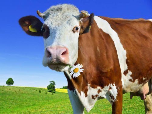 Diamond Painting - Koe met Bloem - Diamond Paradijs