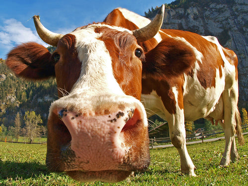 Diamond Painting - Koe met Grote Neus - Diamond Paradijs