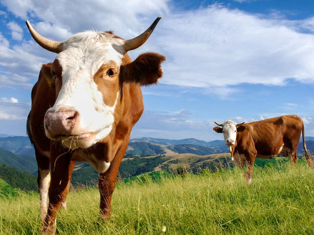 Diamond Painting - Koeien in de Bergen - Diamond Paradijs