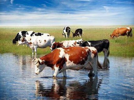 Diamond Painting - Koeien in het Water - Diamond Paradijs