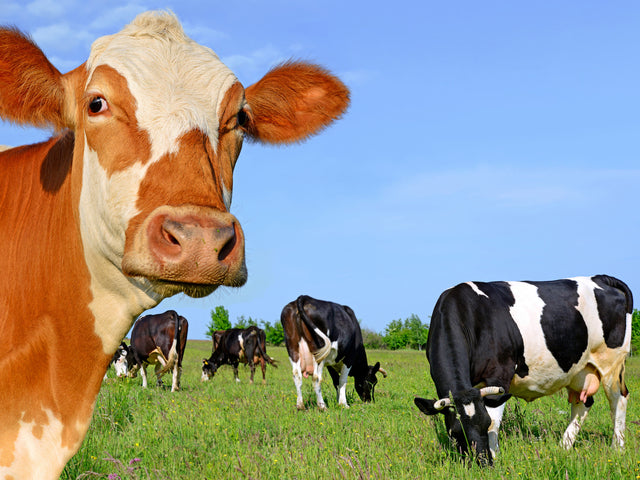 Diamond Painting - Koeien in het Weiland - Diamond Paradijs