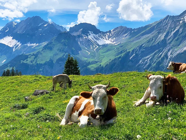 Diamond Painting - Koeien liggend in het Gras - Diamond Paradijs