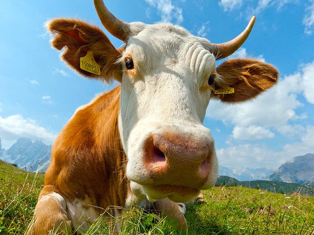 Diamond Painting - Liggende Koe - Diamond Paradijs