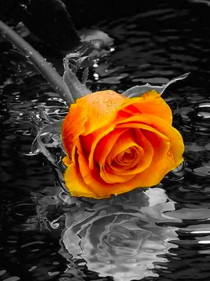 Diamond Painting - Oranje Roos