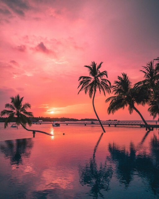 Diamond Painting - Roze Lucht Palmbomen - Diamond Paradijs