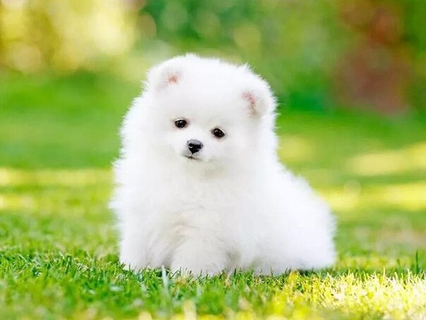 Diamond Painting - Witte Pomeriaan - Diamond Paradijs