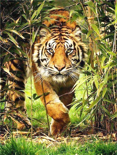 Diamond Painting - Tijger tussen Bamboo