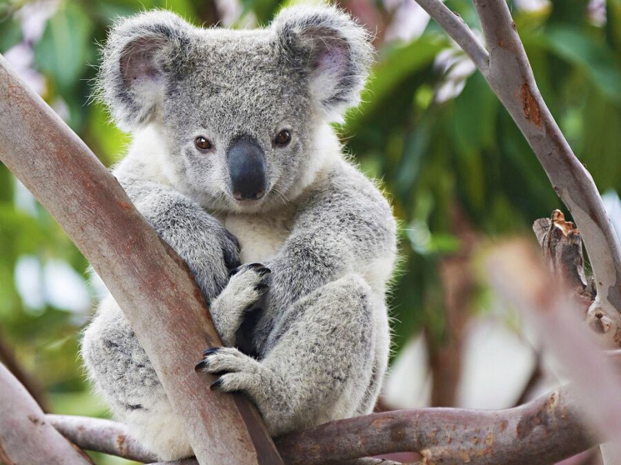 Diamond Painting - Koala in de Boom
