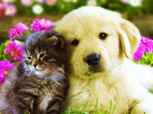 Diamond Painting - Golden Retriever Puppy met Kitten