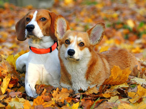 Diamond Painting - Beagle en Welsh Corgi