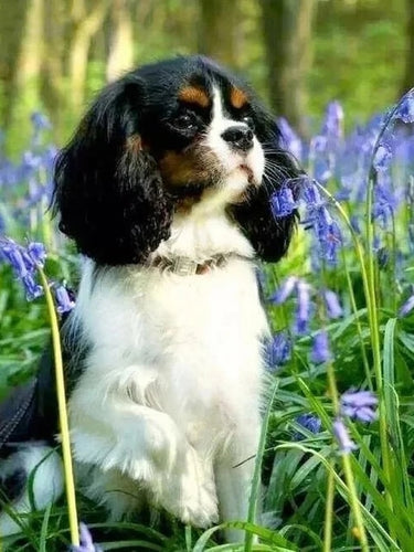 Diamond Painting - Cavalier-kingcharlesspaniel