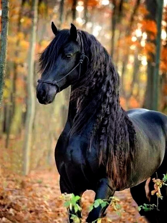 Zwart Paard