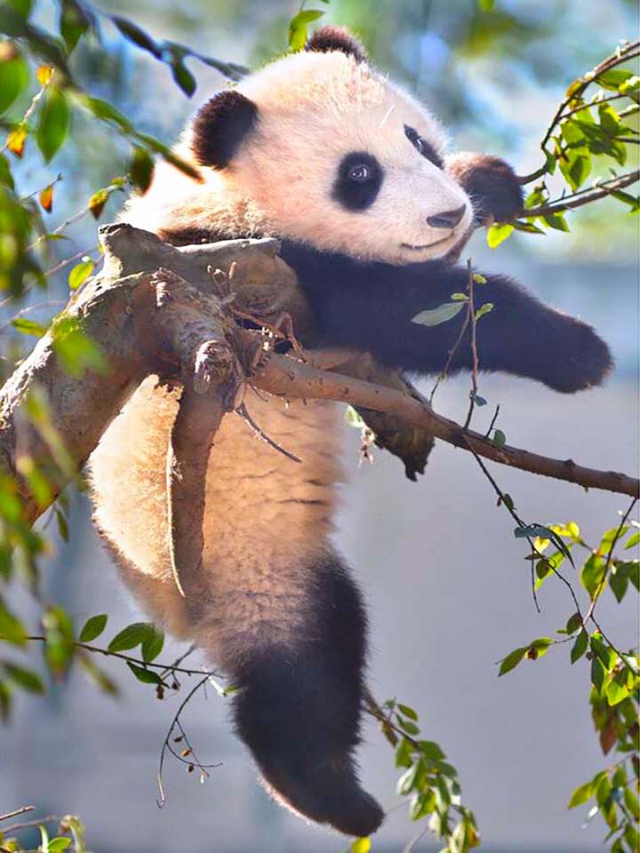 Diamond Painting - Hangende Panda
