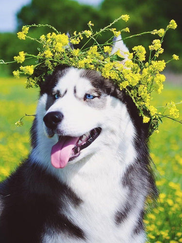 Diamond Painting - Husky met Bloemen
