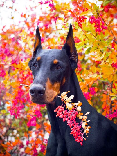 Diamond Painting - Dobermann met Tak