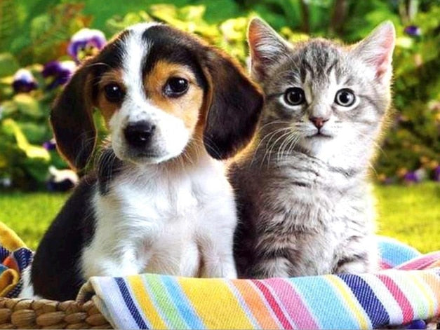 Diamond Painting - Kitten en Puppy