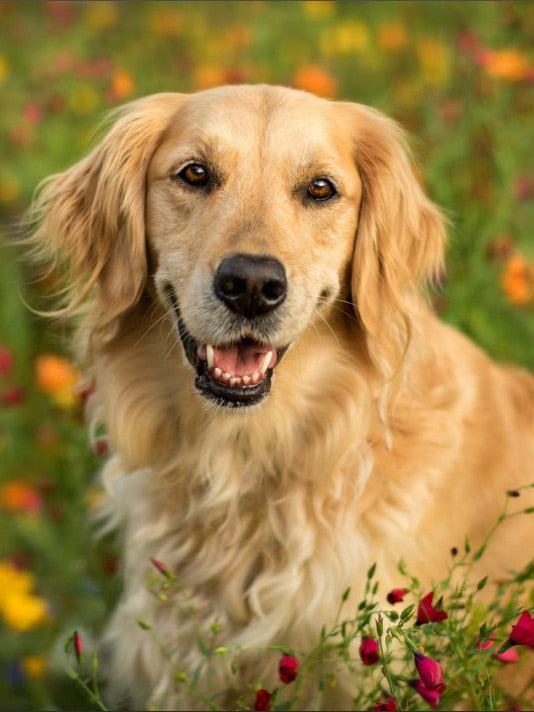 Diamond Painting - Golden Retriever in het Gras