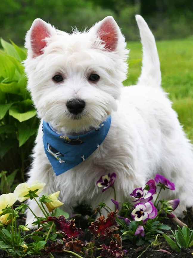 Diamond Painting - West Highland White Terrier