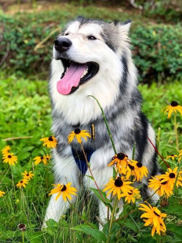 Diamond Painting - Alaska-malamute tussen de Bloemen