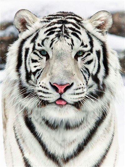 Diamond Painting - Witte tijger met tong