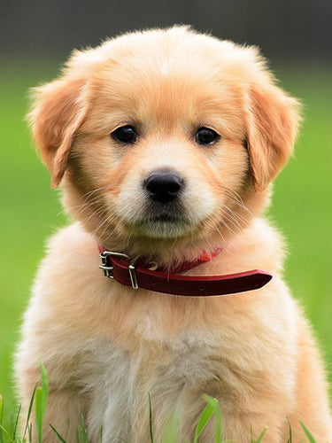 Diamond Painting - Golden Retriever pup