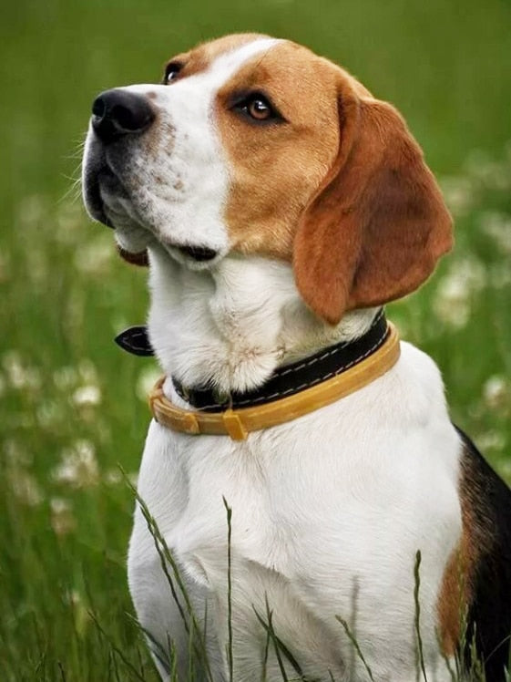 Diamond Painting - Beagle in het Gras