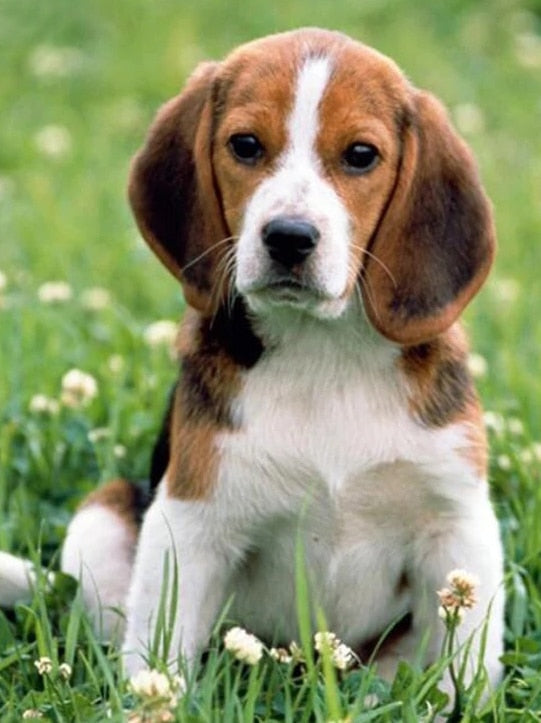 Diamond Painting - Beagle in de Natuur