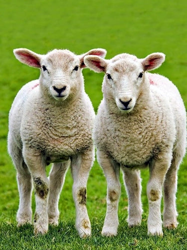 Diamond Painting - Twee Schapen in de Wei