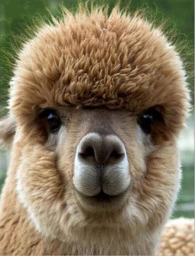 Diamond Painting - Bruine Alpaca