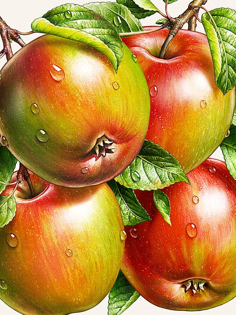 Diamond Painting - Appels