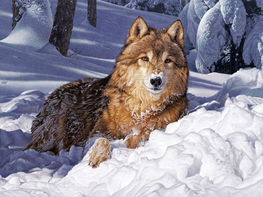 Diamond painting - wolf liggend in de sneeuw