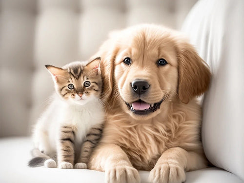 Diamond Painting - Golden Puppy met Kitten