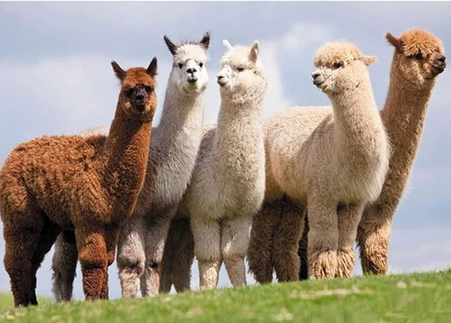 Diamond Painting - Alpaca's in het Gras