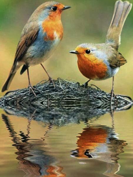 Diamond Painting - Roodborstjes bij het Water