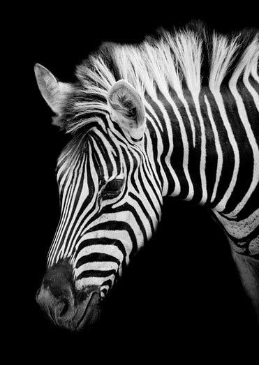 Zwart/wit zijkant Zebra - Diamond Paradijs