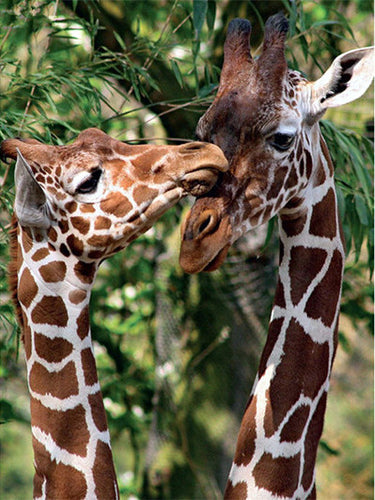 Diamond Painting - Giraffen - Diamond Paradijs