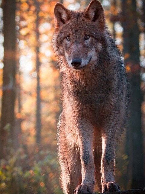 Wolf in het Bos - Diamond Paradijs