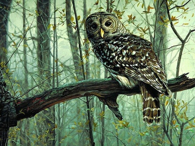 Diamond Painting - Uil op Tak - Diamond Paradijs