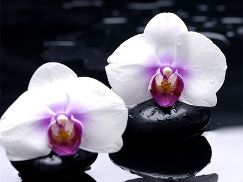 Diamond Painting - Lichte Orchideeën - Diamond Paradijs