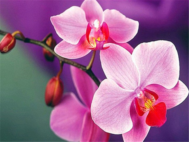 Diamond Painting - Orchideeën - Diamond Paradijs