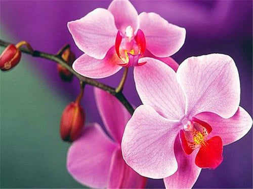 Diamond Painting - Orchideeën - Diamond Paradijs