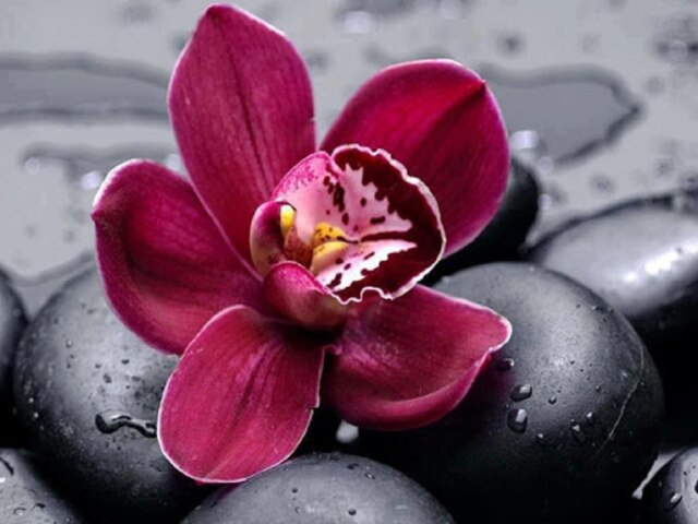 Diamond Painting - Orchidee tussen Stenen - Diamond Paradijs