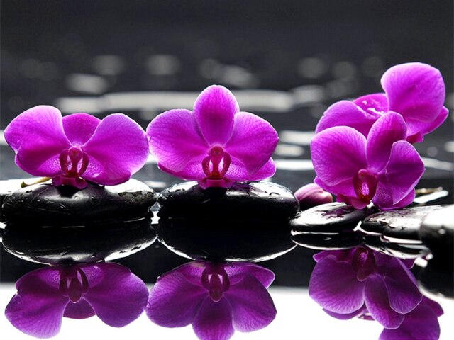 Diamond Painting - Orchideeën op Stenen - Diamond Paradijs