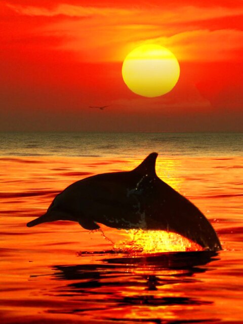 Zonsondergang met Dolfijn - Diamond Paradijs